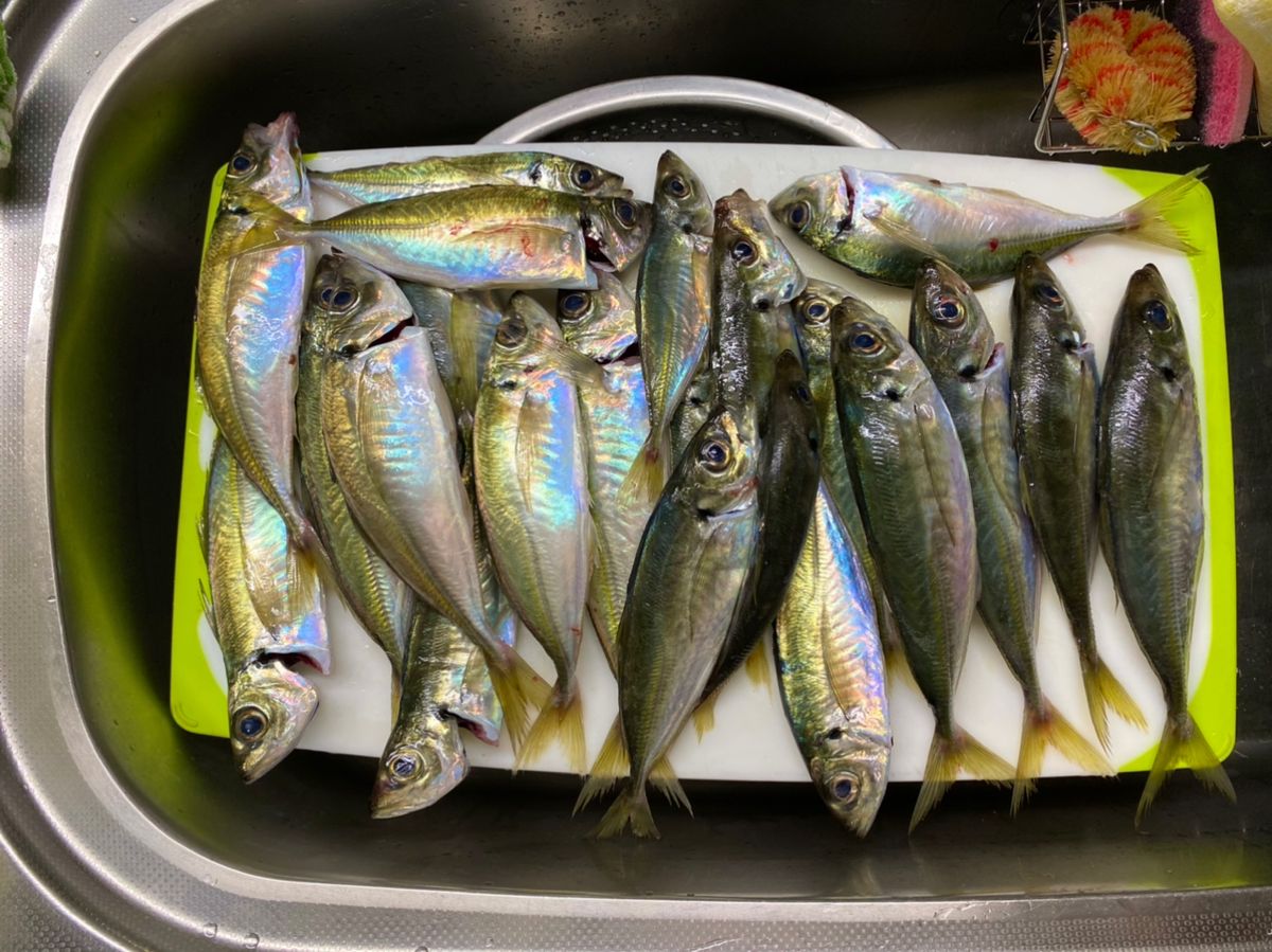 たけまるすいさんさんの釣果 3枚目の画像