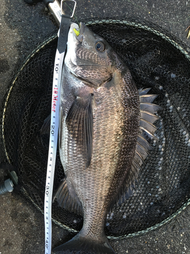 チヌの釣果