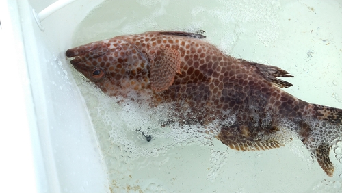 オオモンハタの釣果