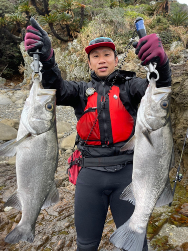 ヒラスズキの釣果