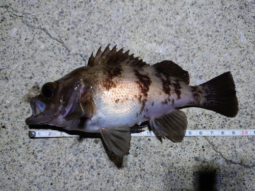 メバルの釣果