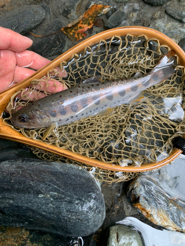 アマゴの釣果