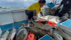 キツネフエフキの釣果