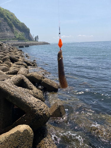 ギンポの釣果