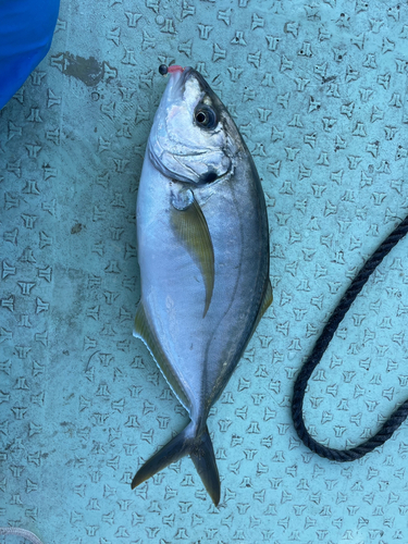 シマアジの釣果