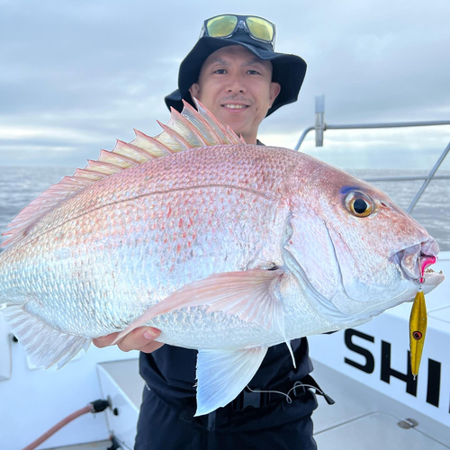 マダイの釣果