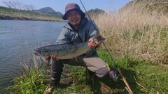 サクラマスの釣果