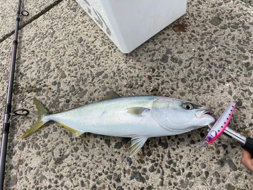 ハマチの釣果