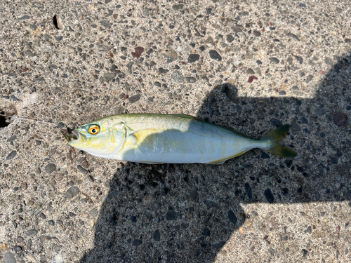 ワカシの釣果