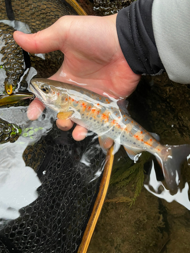 アマゴの釣果