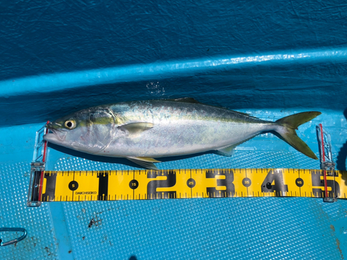 ハマチの釣果