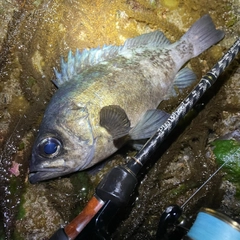 クロメバルの釣果