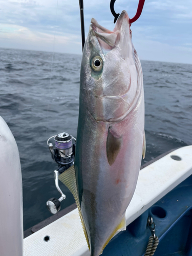 イナダの釣果