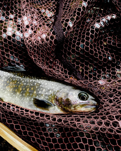 ニッコウイワナの釣果