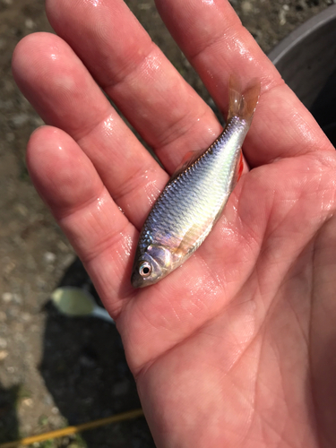 ヤリタナゴの釣果