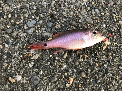 クロホシイシモチの釣果