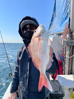 マダイの釣果