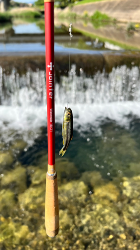 カワムツの釣果