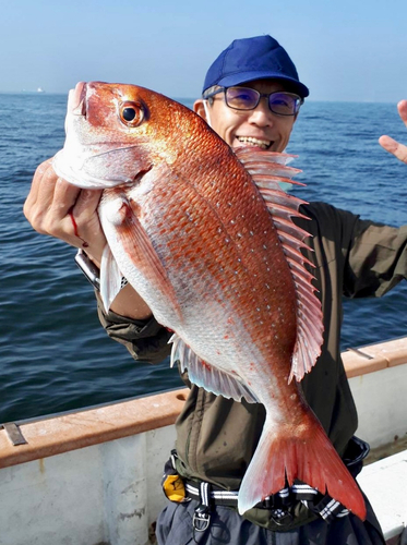 マダイの釣果