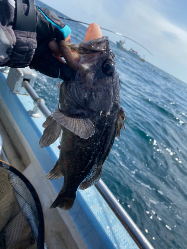 クロソイの釣果