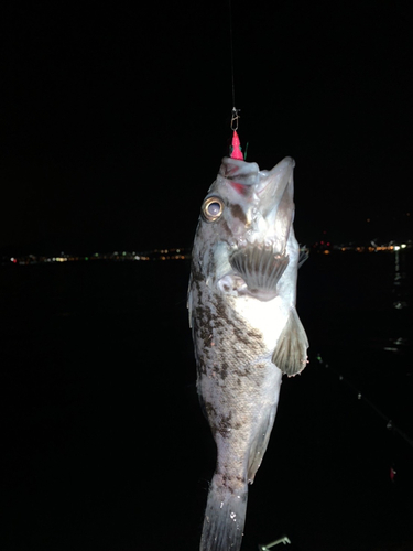 ソイの釣果