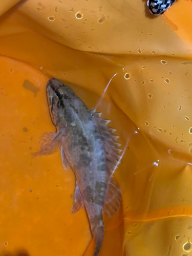 タケノコメバルの釣果