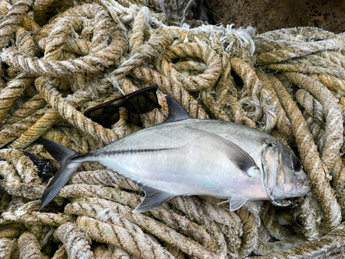 ギンガメアジの釣果