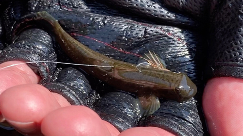 ヨシノボリの釣果