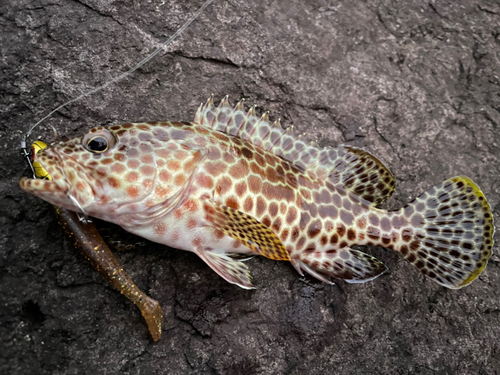 オオモンハタの釣果