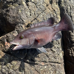 コブダイの釣果