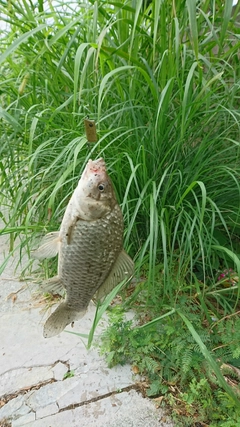 フナの釣果