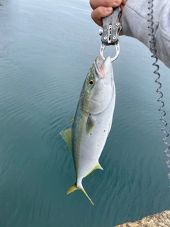 ヤズの釣果