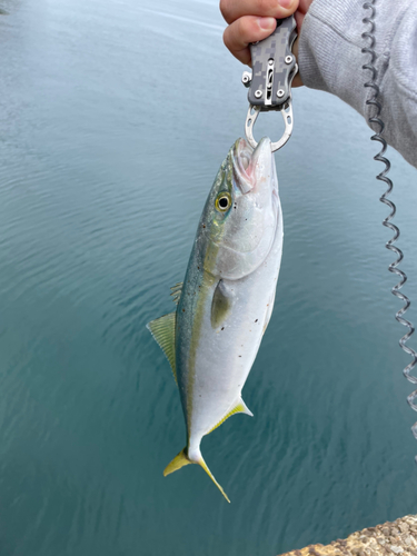 ヤズの釣果