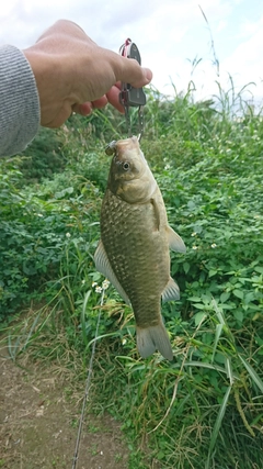 フナの釣果