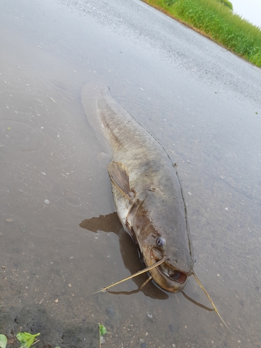 マナマズの釣果