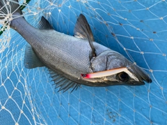 ヒラスズキの釣果