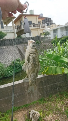 フナの釣果