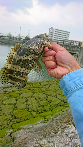 ヤイトハタの釣果