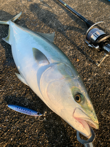 メジロの釣果