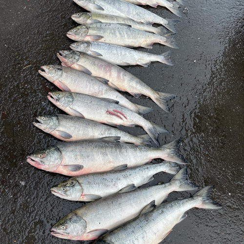 シロザケの釣果