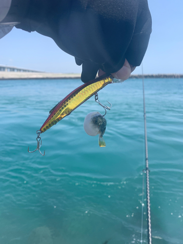 フグの釣果