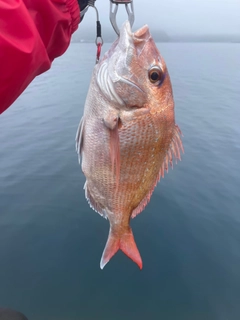 タイの釣果