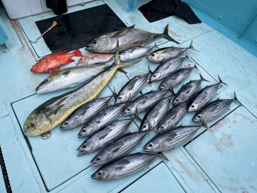 カツオの釣果