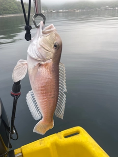 シロアマダイの釣果