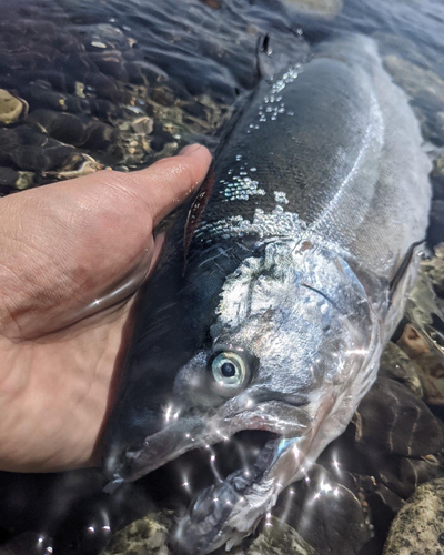 サクラマスの釣果