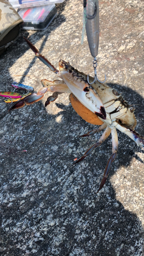 ワタリガニの釣果