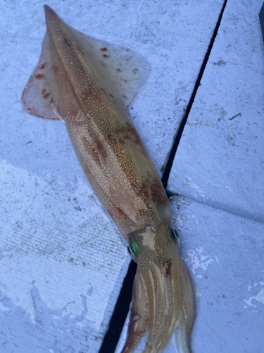 サバの釣果