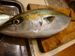 メジロの釣果