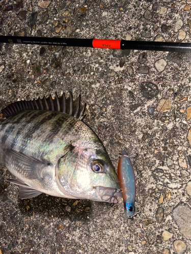 クロダイの釣果