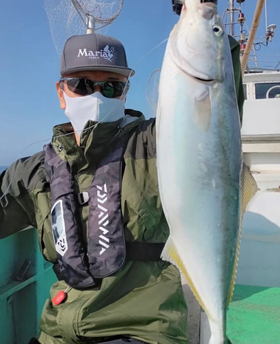 イナダの釣果